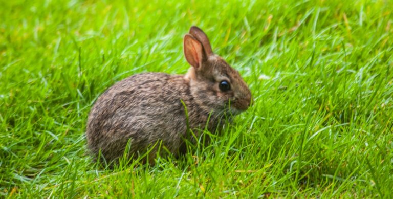 Photo Fact-checking infographic