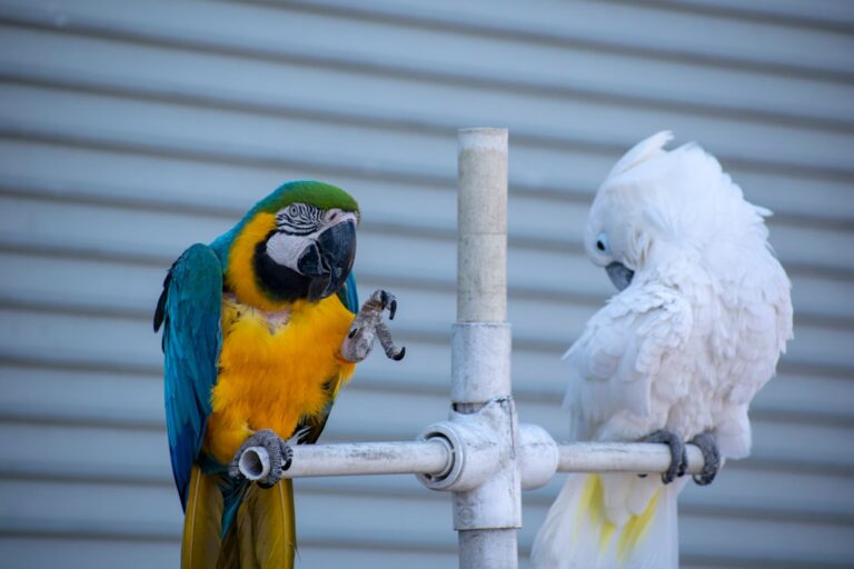 Photo Gossiping friends