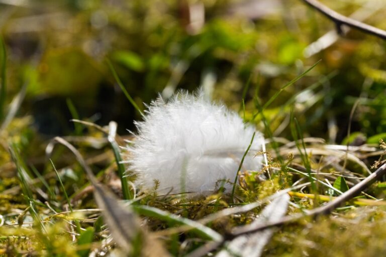Photo White feather