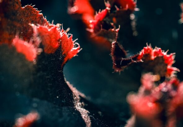 Photo health maintenance