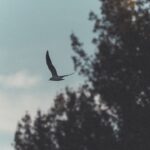 Photo peacefulness