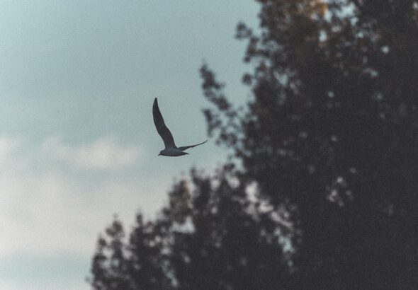 Photo peacefulness