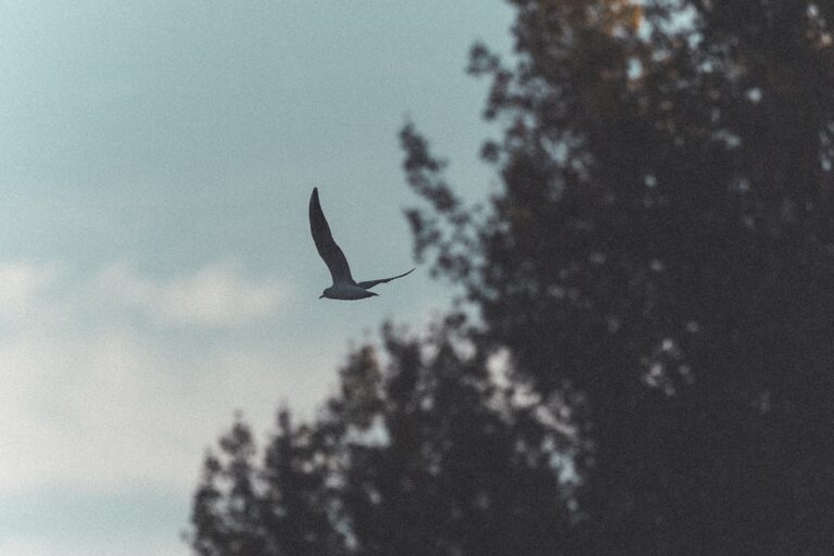 Photo peacefulness
