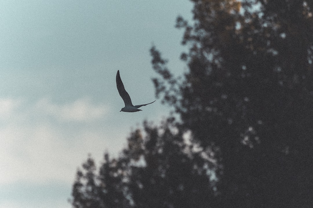 Photo peacefulness